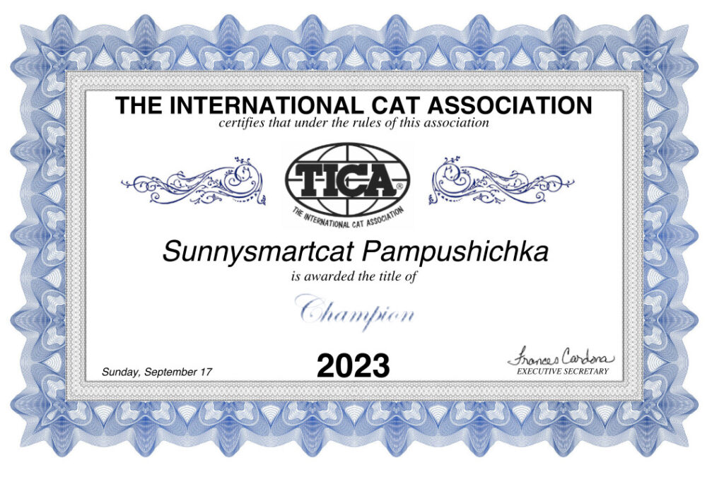 British shorthair Black cat show