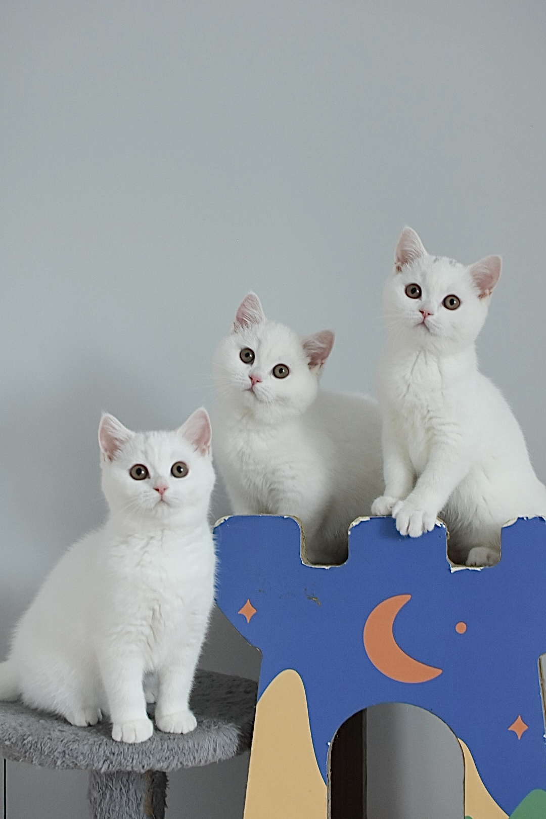 British Shorthair Kittens Available